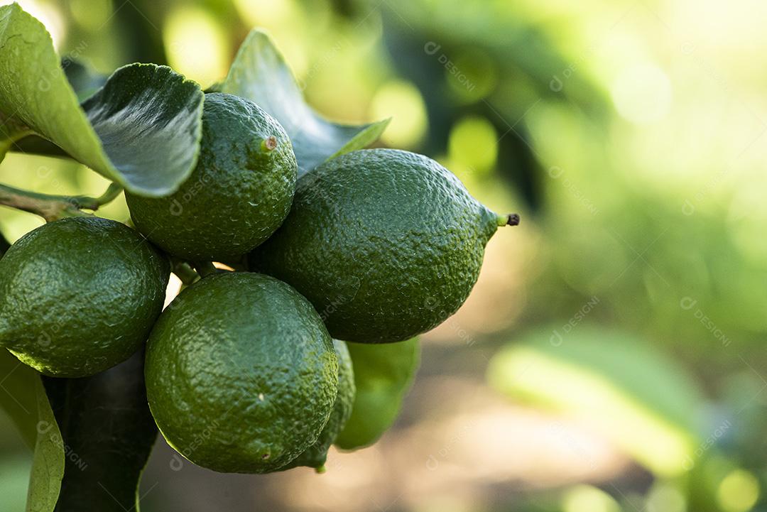 Plantação de limão. Foto da árvore, cultivo JPG