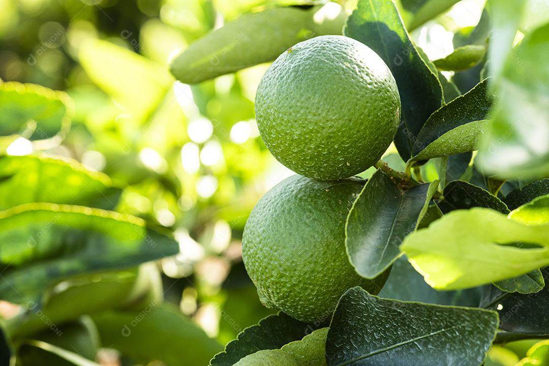 Plantação de limão. Foto da árvore, cultivo JPG