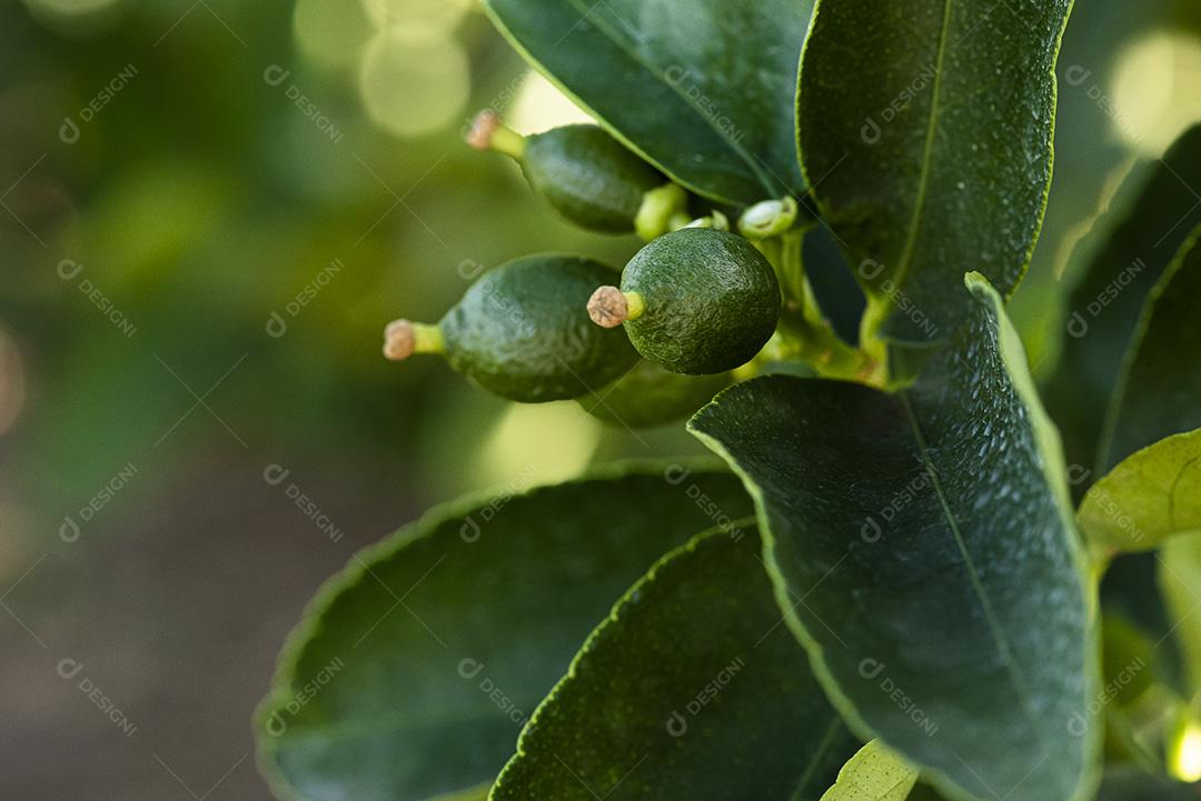 Plantação de limão. Foto da árvore, cultivo JPG