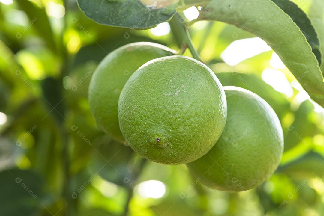 Plantação de limão. Foto da árvore, cultivo JPG