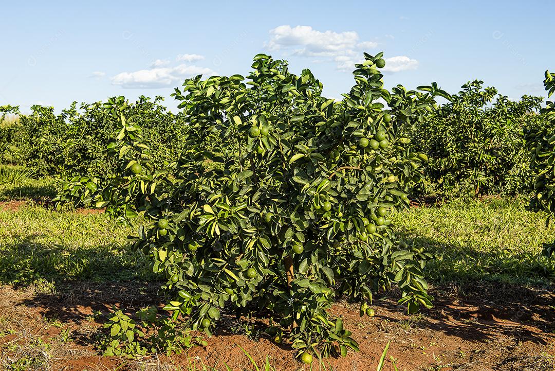 Plantação de limão. Foto da árvore, cultivo JPG