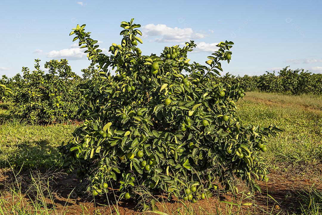Plantação de limão. Foto da árvore, cultivo JPG