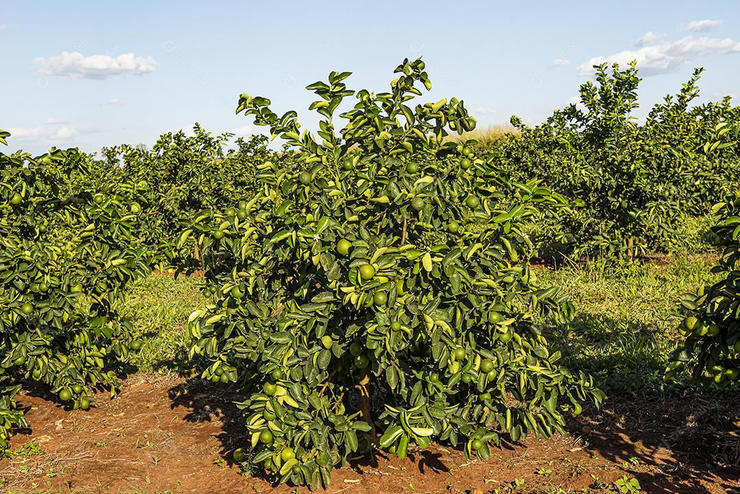 Plantação de limão. Foto da árvore, cultivo JPG