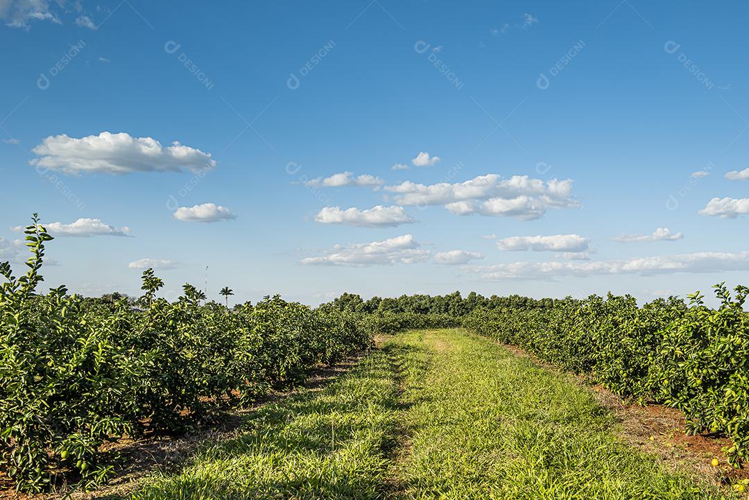 Plantação de limão. Foto da árvore, cultivo JPG