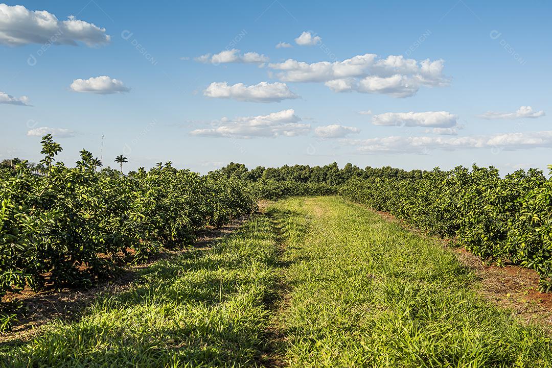 Plantação de limão. Foto da árvore, cultivo JPG