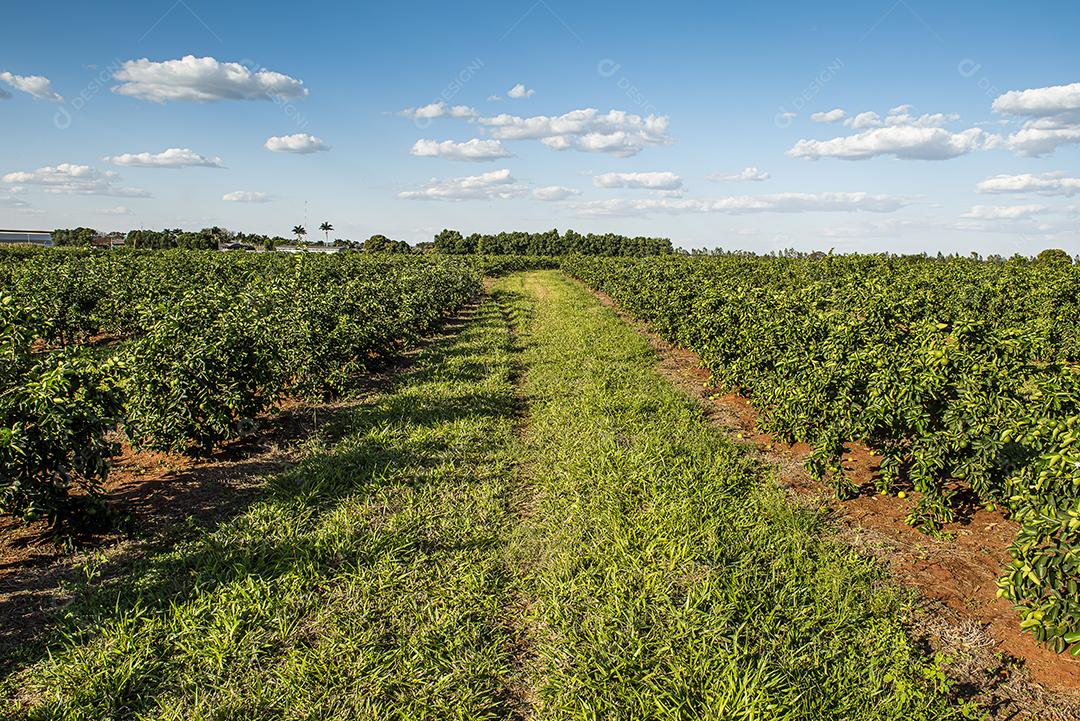 Plantação de limão. Foto da árvore, cultivo JPG