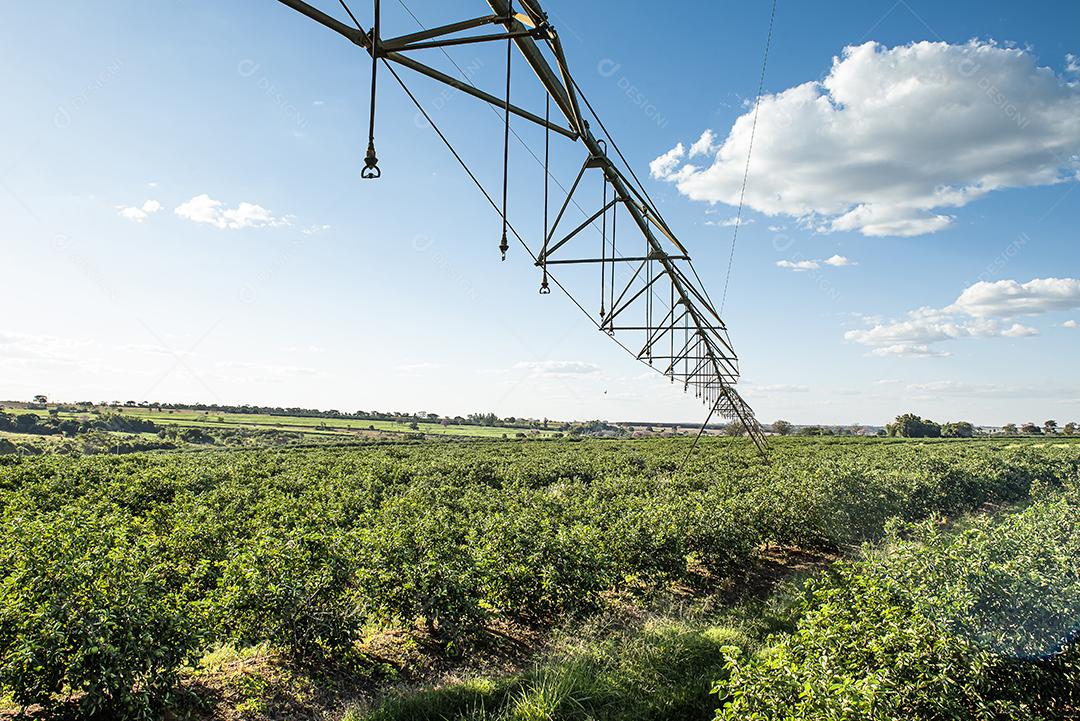 Plantação de limão. Foto da árvore, cultivo JPG