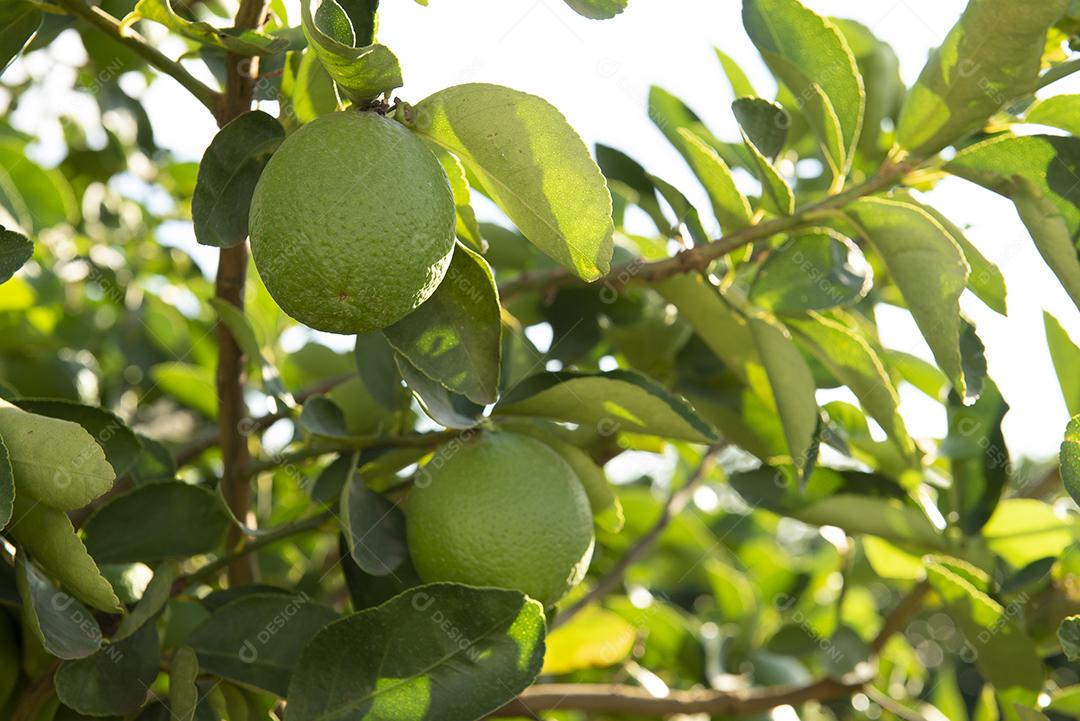 Plantação de limão. Foto da árvore, cultivo JPG