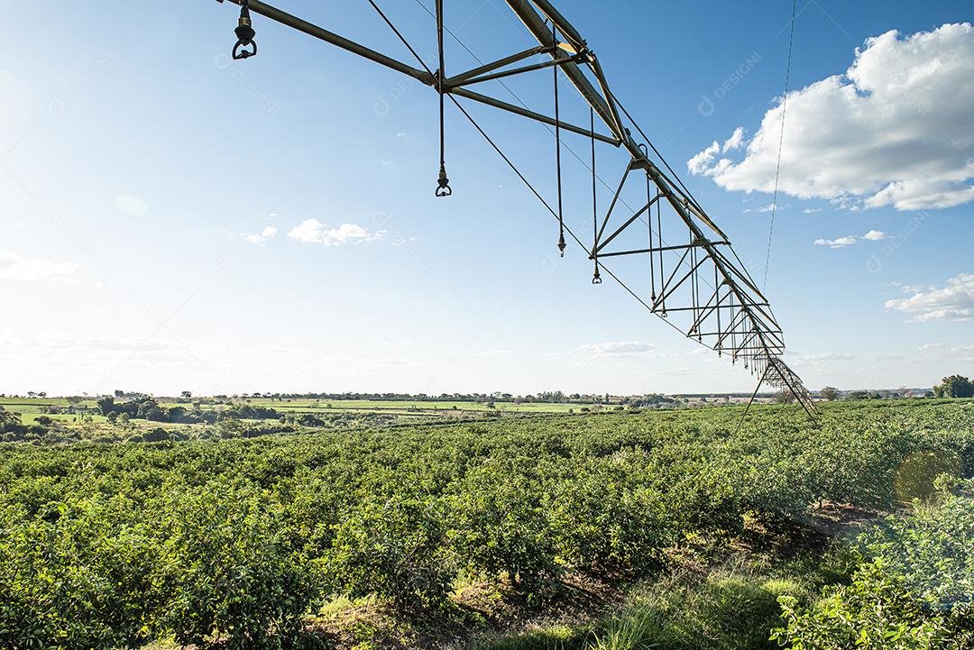 Plantação de limão. Foto da árvore, cultivo JPG