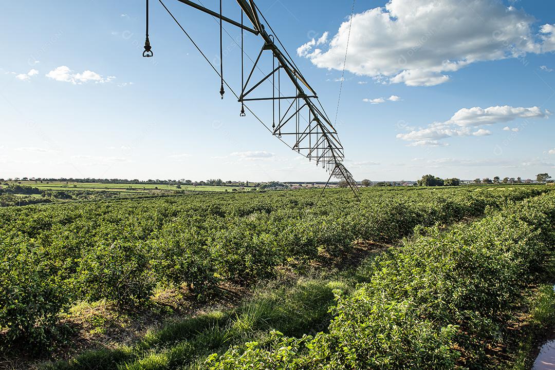 Plantação de limão. Foto da árvore, cultivo JPG