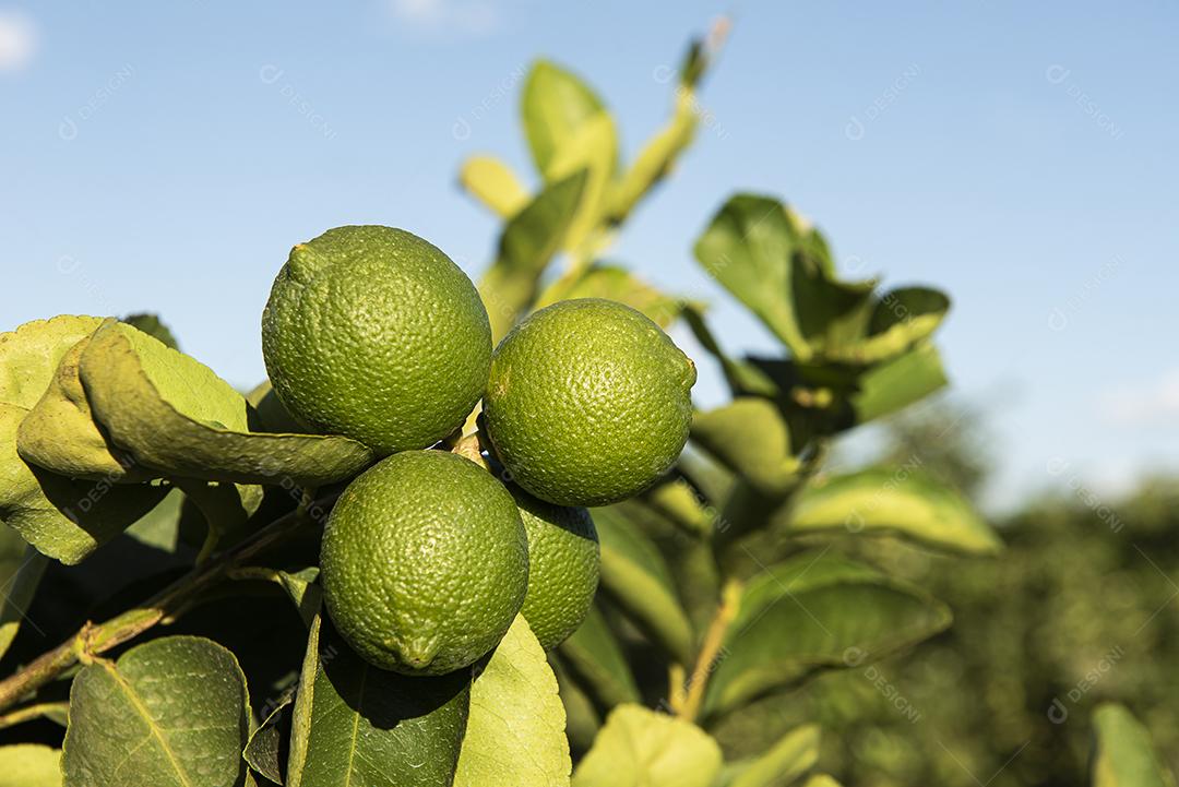 Plantação de limão. Foto da árvore, cultivo JPG