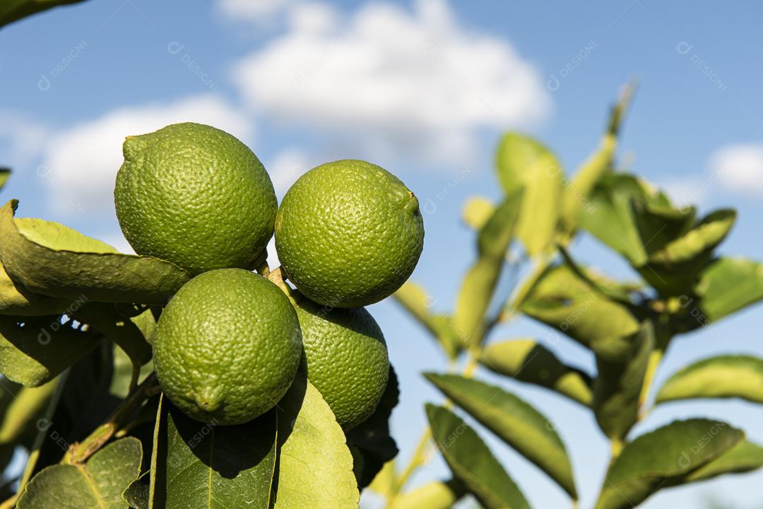 Plantação de limão. Foto da árvore, cultivo JPG