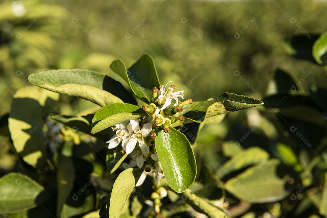 Plantação de limão. Foto da árvore, cultivo JPG