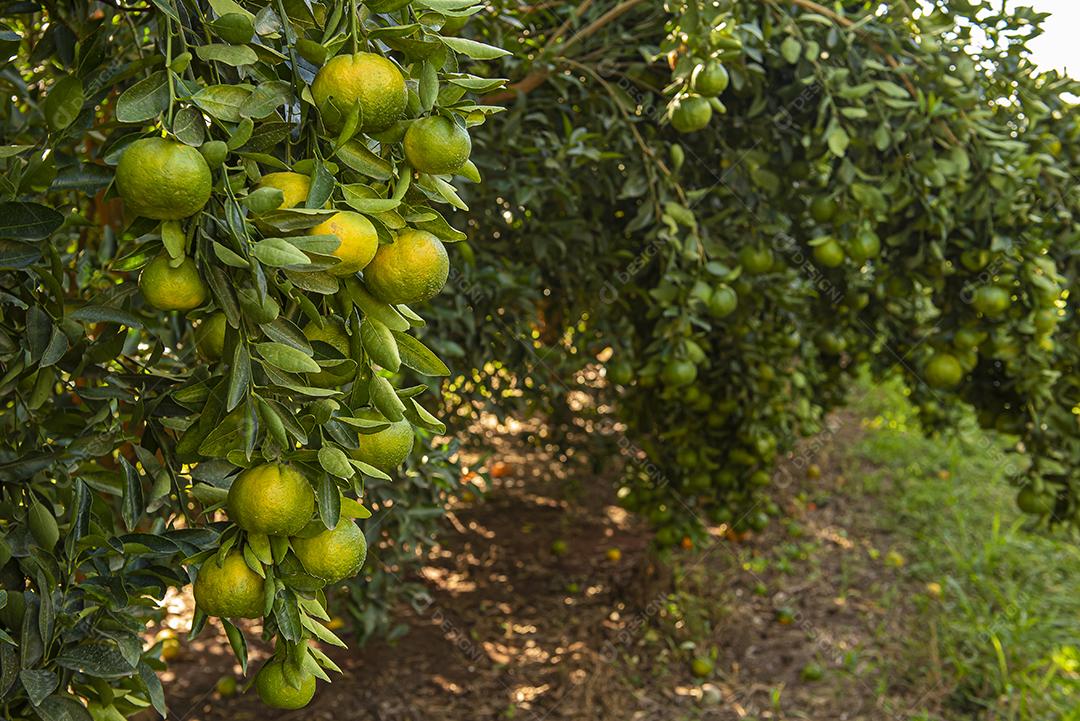 Ponkan, um tipo de tangerina. Foto da árvore, plantação JPG