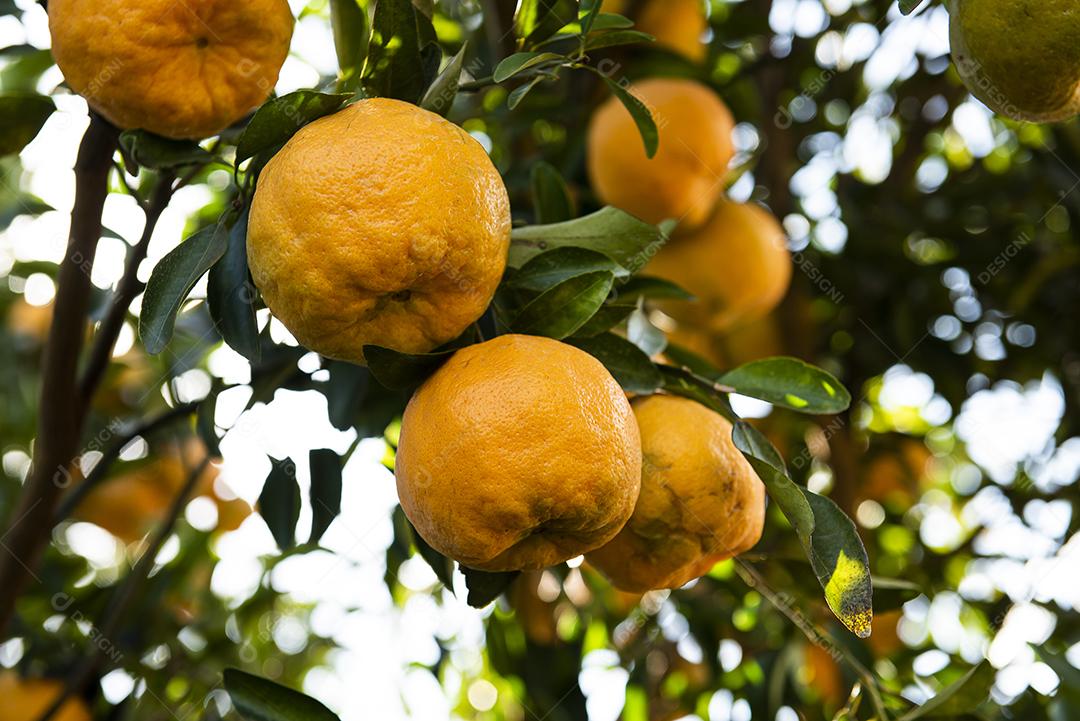 Ponkan, um tipo de tangerina. Foto da árvore, plantação JPG