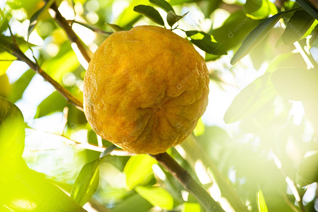 Ponkan, um tipo de tangerina. Foto da árvore, plantação JPG