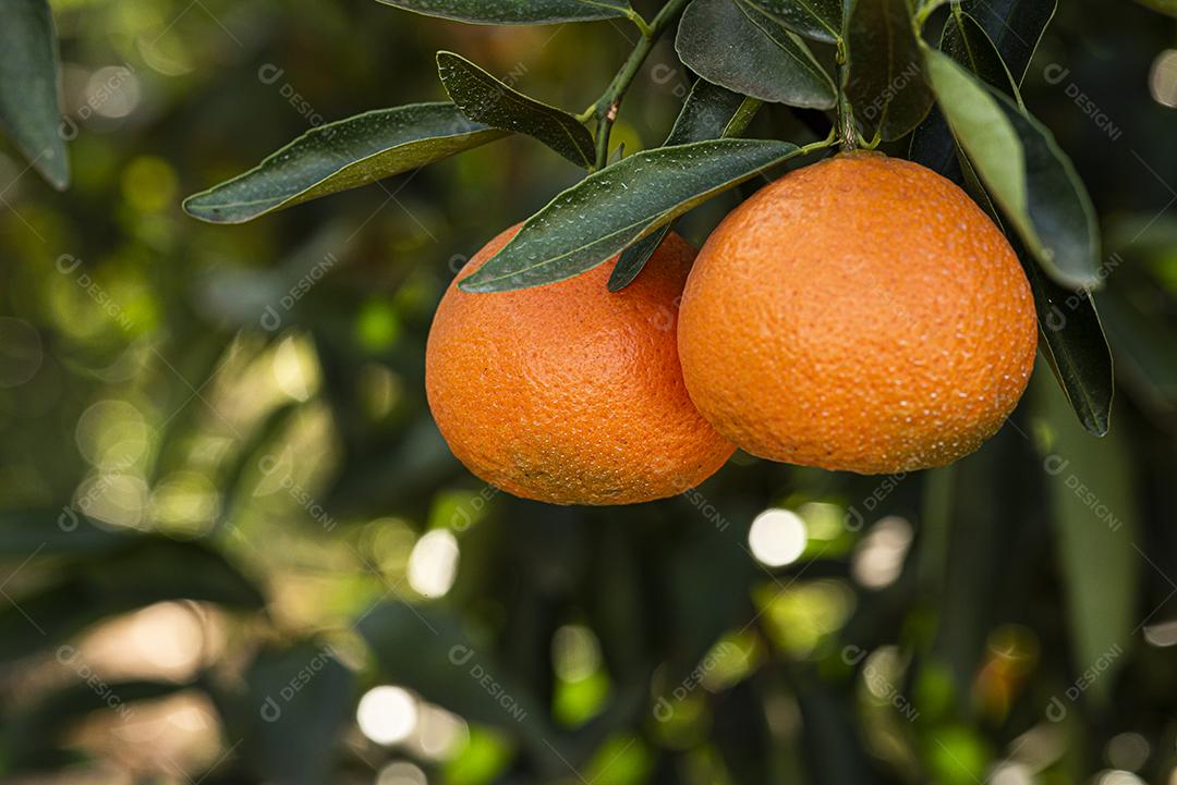 Plantação de tangerina. Tangerina no ramo JPG