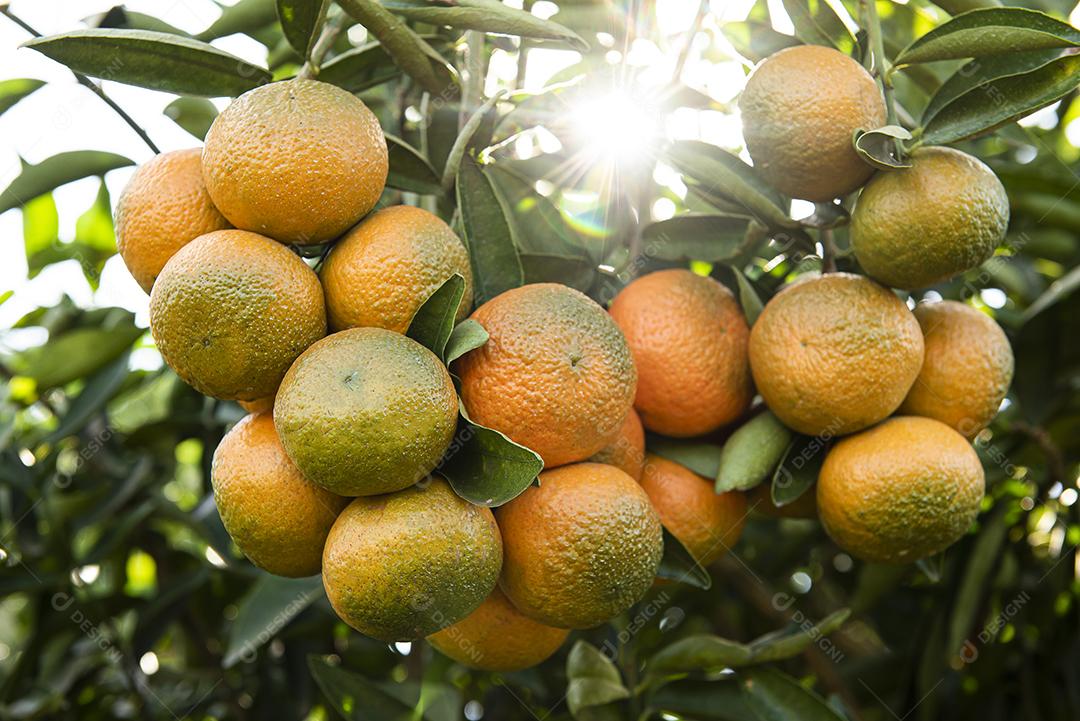 Plantação de tangerina. Tangerina no ramo JPG