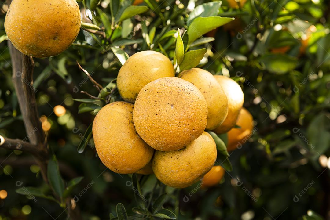 Plantação de tangerina. Tangerina no ramo JPG