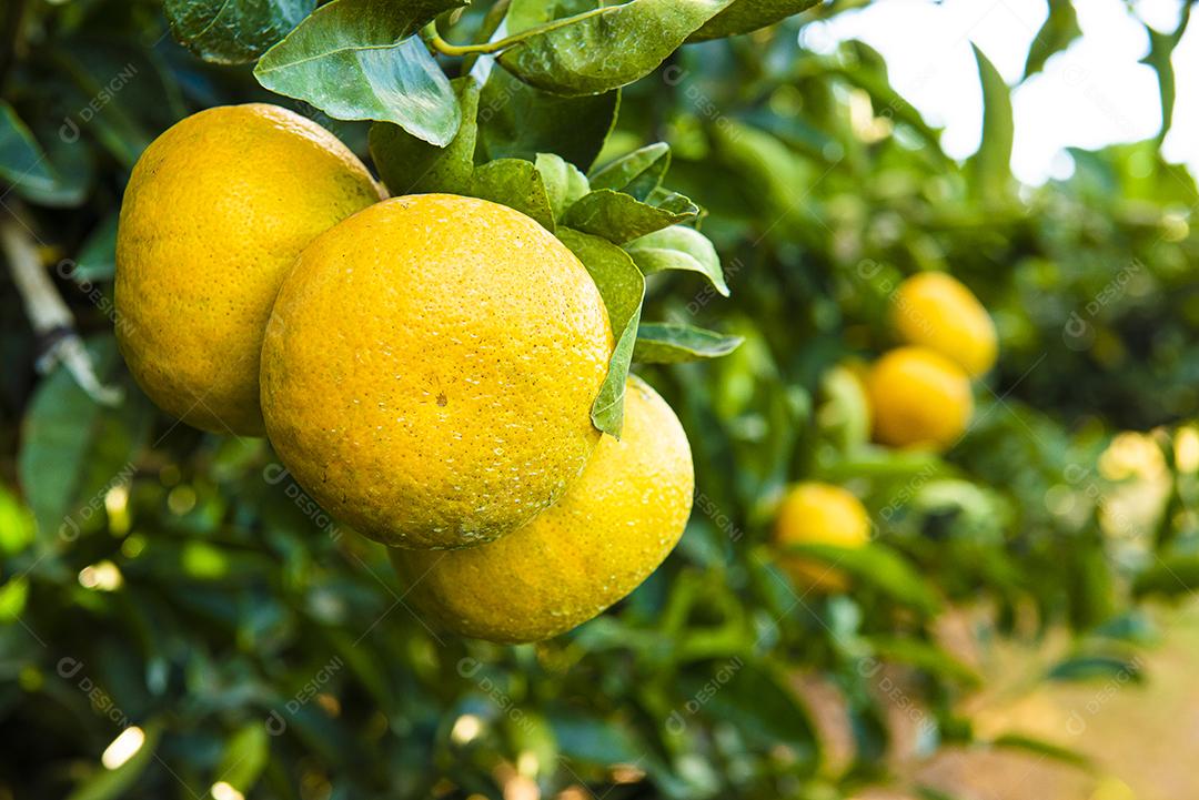 Plantação de tangerina. Tangerina no ramo JPG