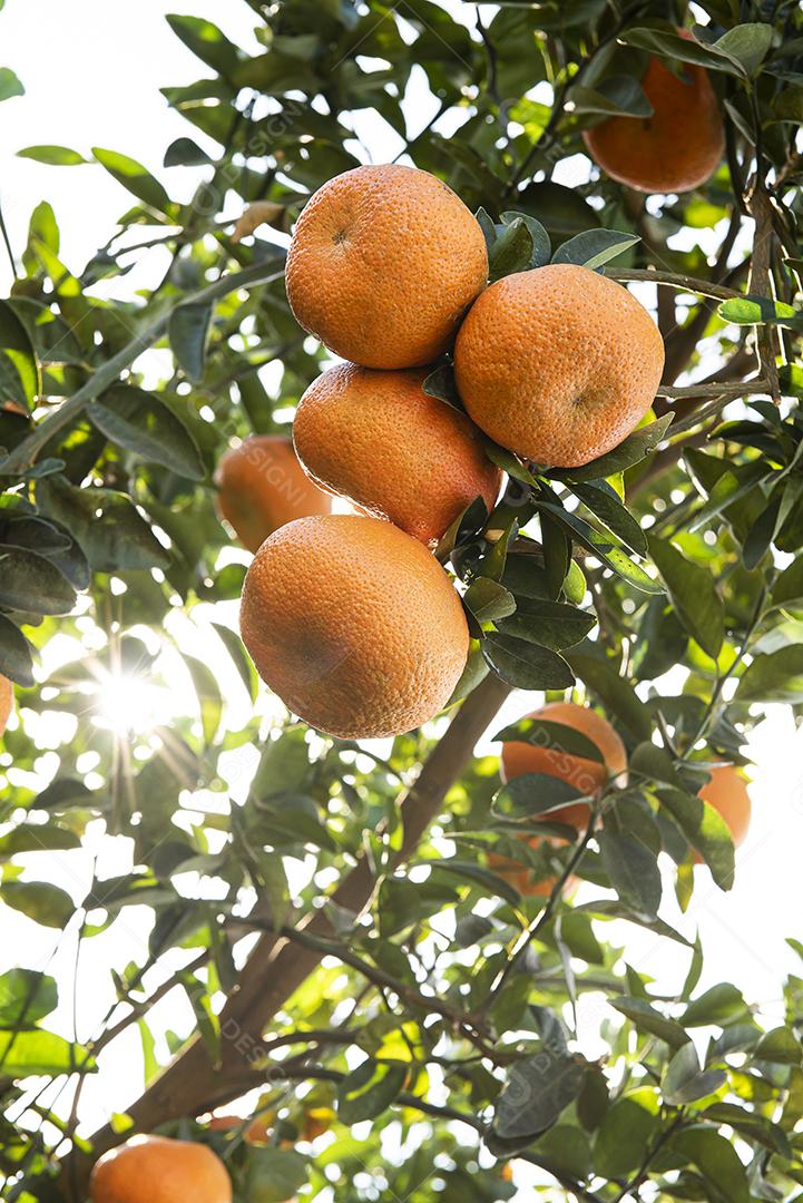 Plantação de tangerina. Tangerina no ramo JPG