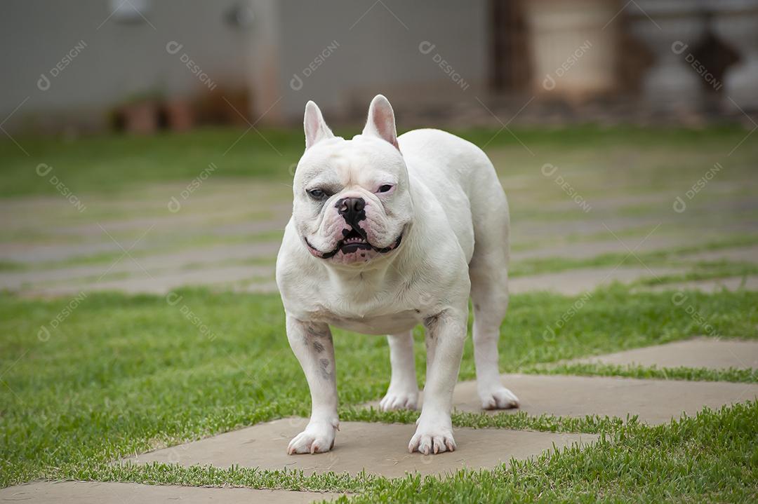 Buldogue francês branco no pátio de grama. Parece estar sorrindo JPG