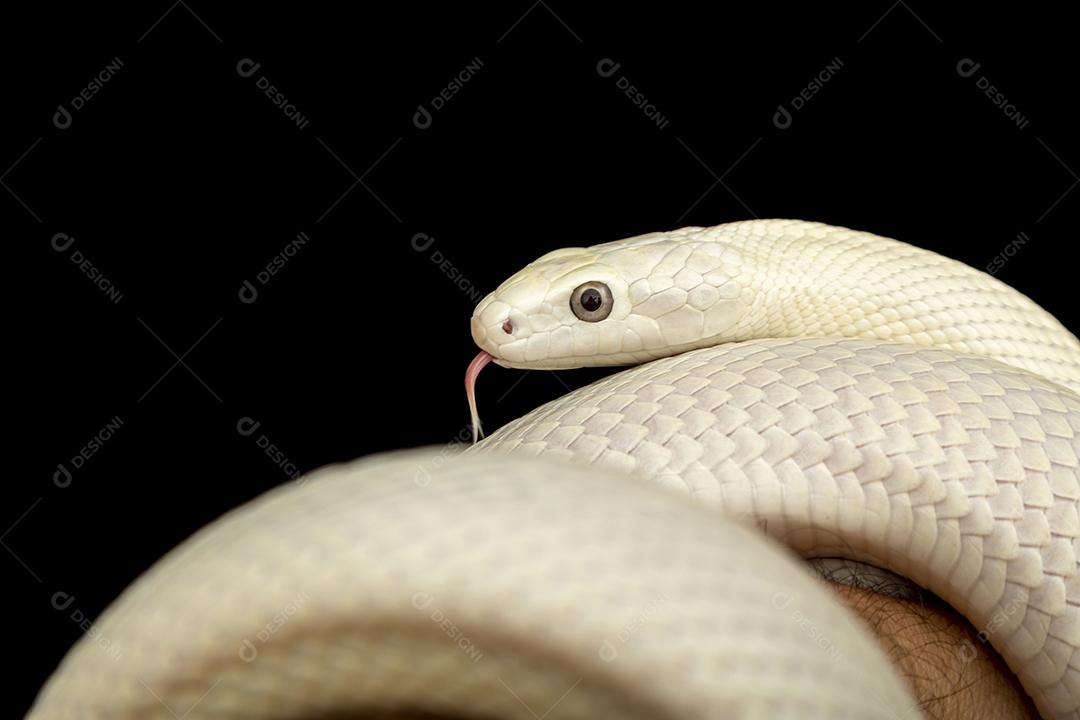 A cobra-rato do Texas (Elaphe obsoleta lindheimeri ) é uma subespeci