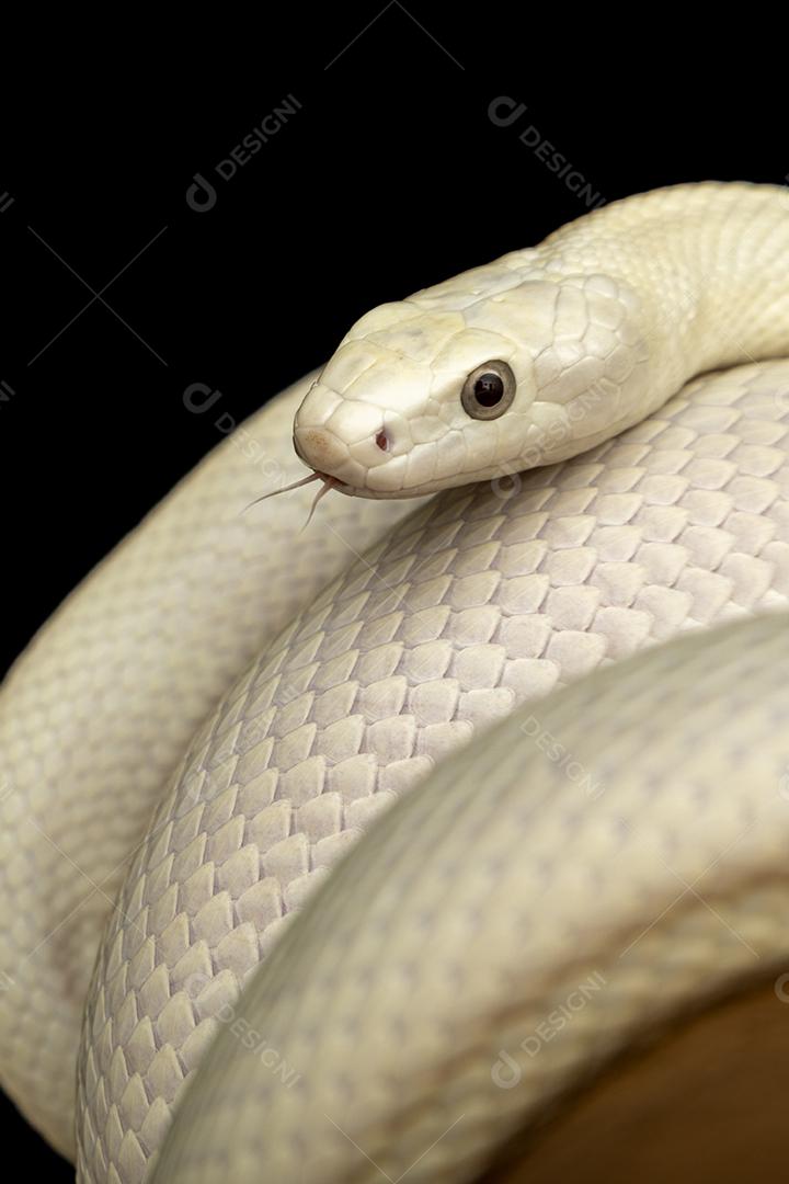 A cobra-rato do Texas (Elaphe obsoleta lindheimeri ) é uma subespeci