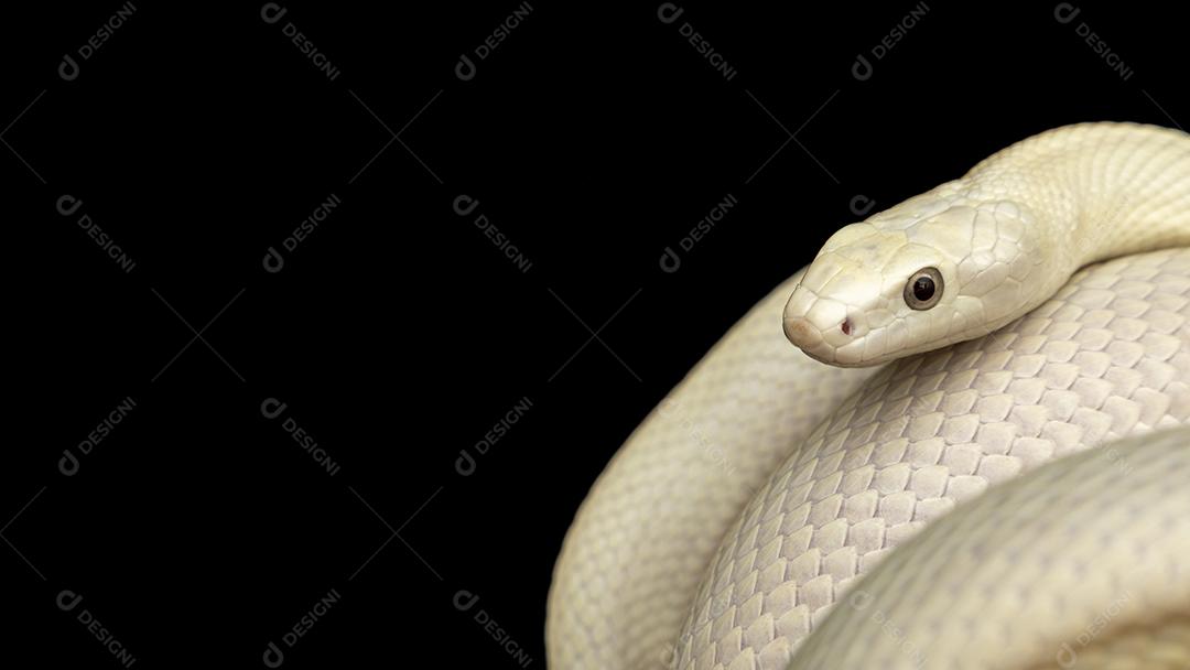 A cobra-rato do Texas (Elaphe obsoleta lindheimeri ) é uma subespeci