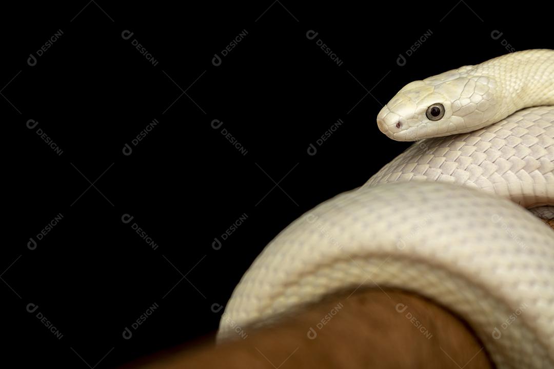 A cobra-rato do Texas (Elaphe obsoleta lindheimeri ) é uma subespeci