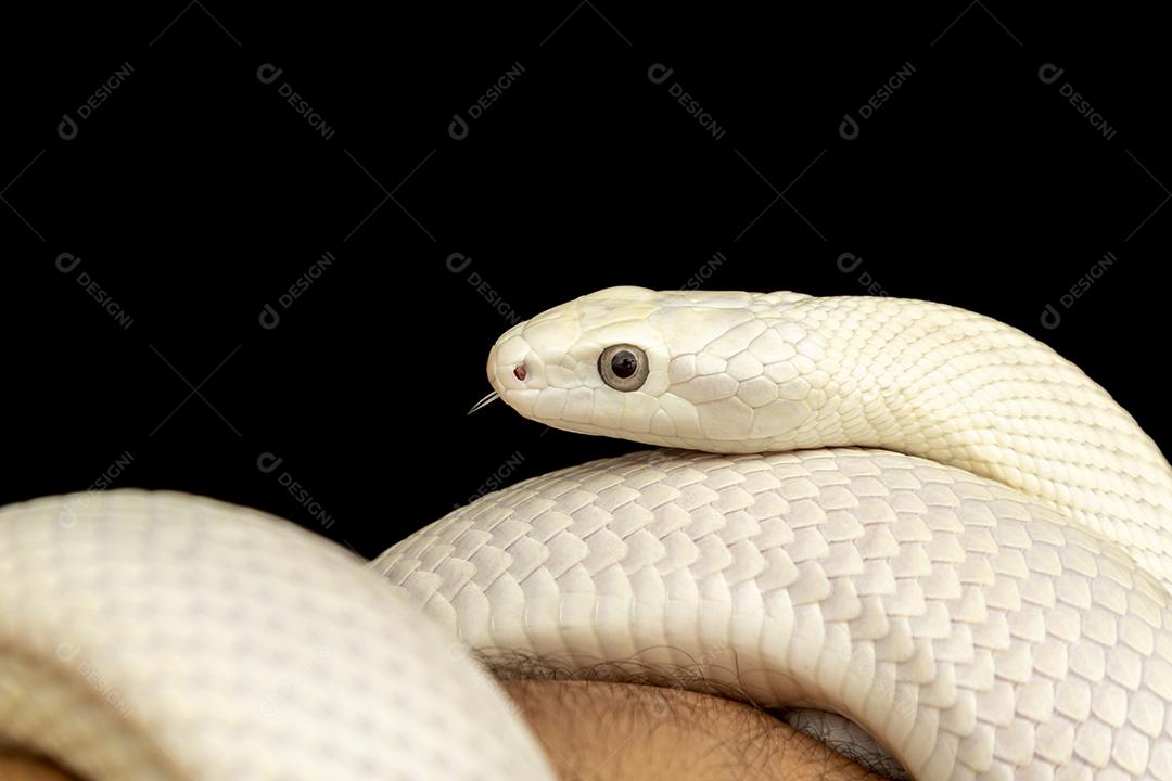 A cobra-rato do Texas (Elaphe obsoleta lindheimeri ) é uma subespeci