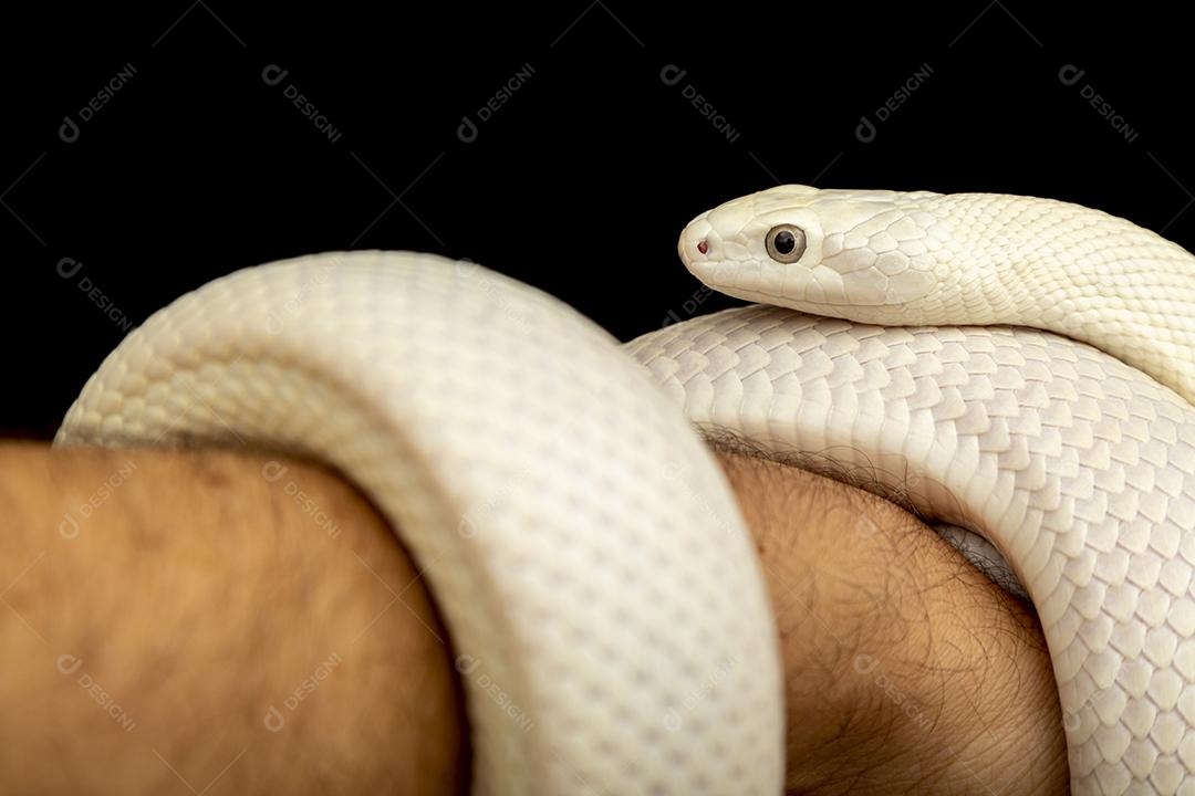 A cobra-rato do Texas (Elaphe obsoleta lindheimeri ) é uma subespeci