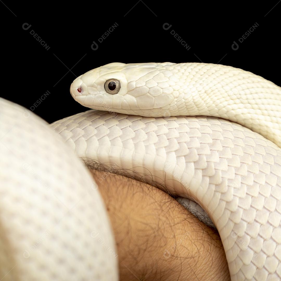 A cobra-rato do Texas (Elaphe obsoleta lindheimeri ) é uma subespeci