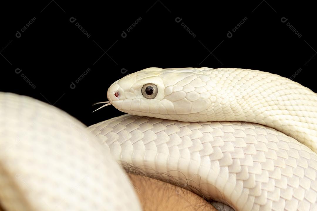 A cobra-rato do Texas (Elaphe obsoleta lindheimeri ) é uma subespeci