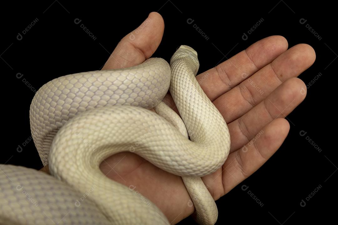 A cobra-rato do Texas (Elaphe obsoleta lindheimeri ) é uma subespeci