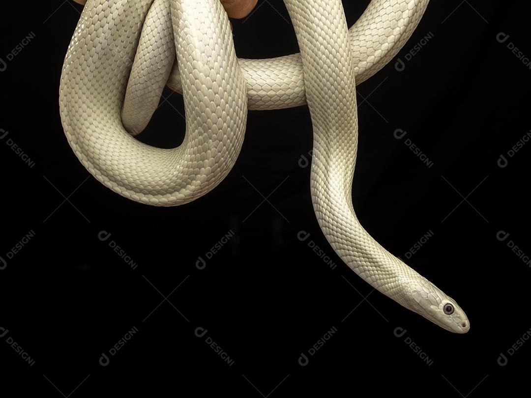 A cobra-rato do Texas (Elaphe obsoleta lindheimeri ) é uma subespeci