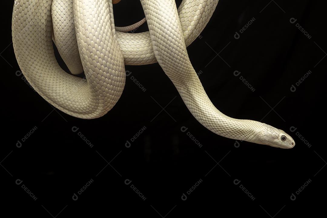 A cobra-rato do Texas (Elaphe obsoleta lindheimeri ) é uma subespeci