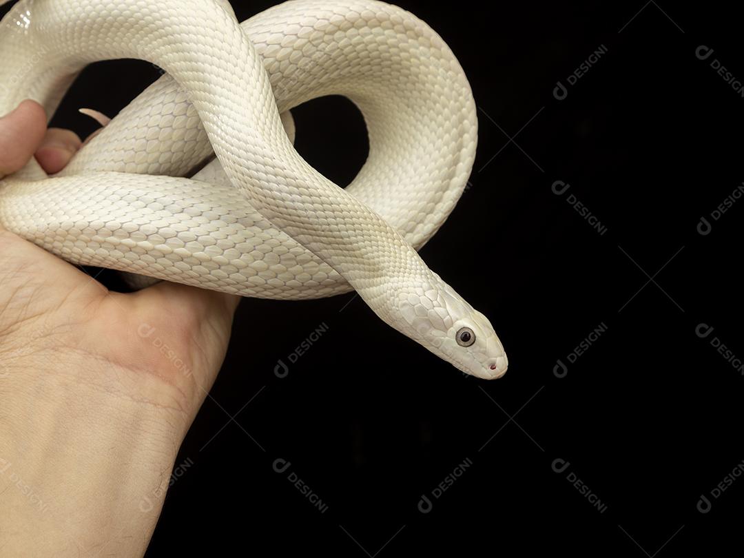 A cobra-rato do Texas (Elaphe obsoleta lindheimeri ) é uma subespeci