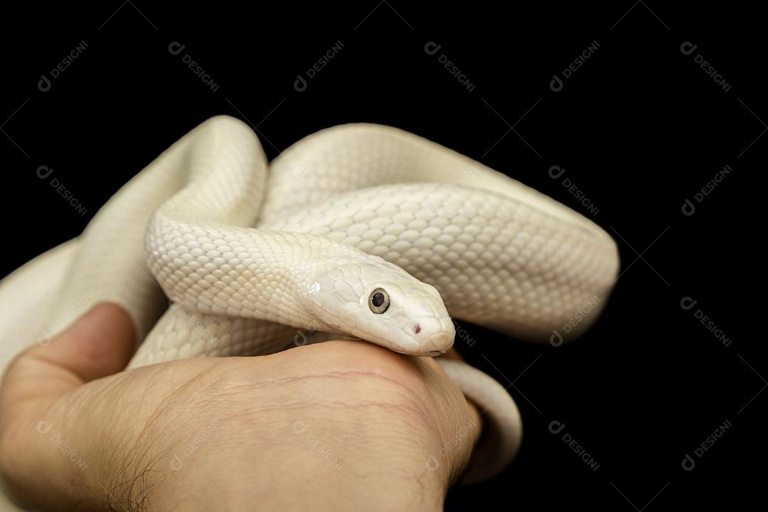 A cobra-rato do Texas (Elaphe obsoleta lindheimeri ) é uma subespeci