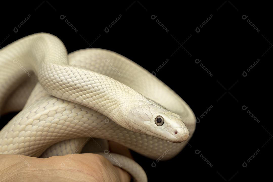 A cobra-rato do Texas (Elaphe obsoleta lindheimeri ) é uma subespeci