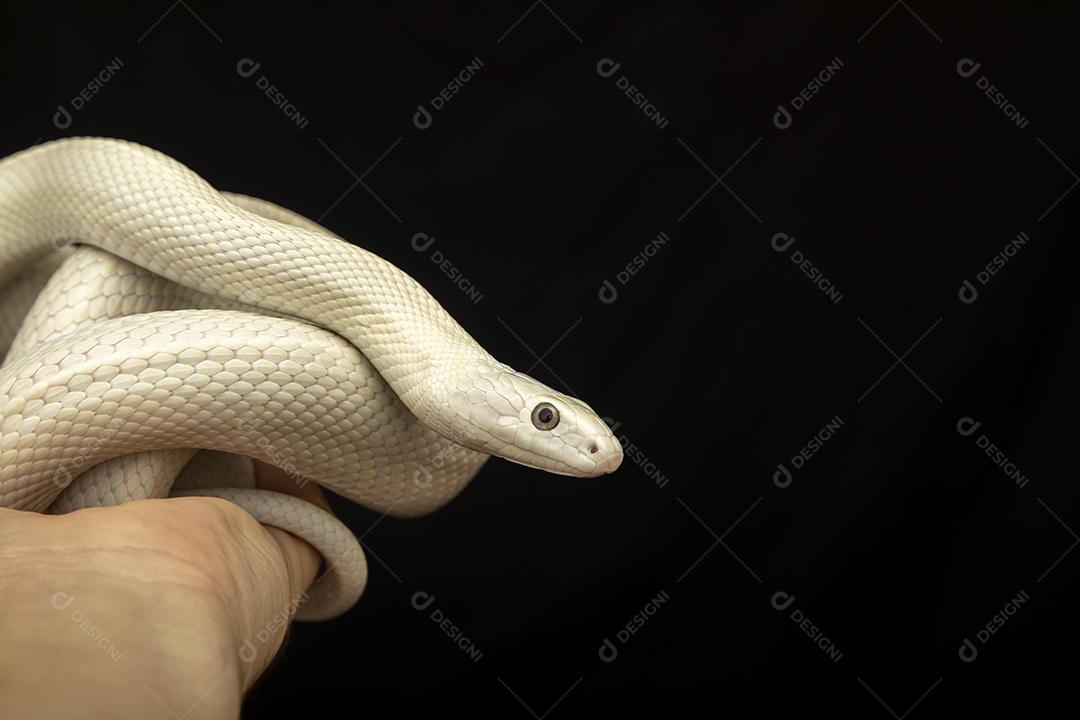 A cobra-rato do Texas (Elaphe obsoleta lindheimeri ) é uma subespeci