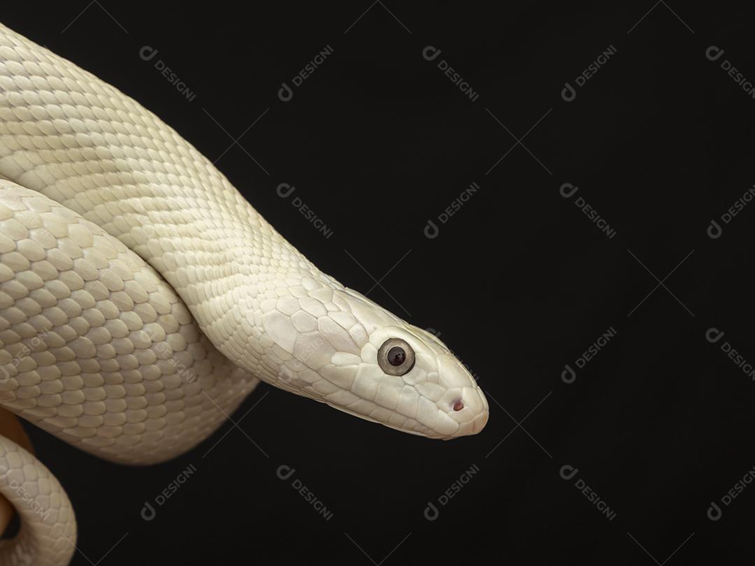 A cobra-rato do Texas (Elaphe obsoleta lindheimeri ) é uma subespeci