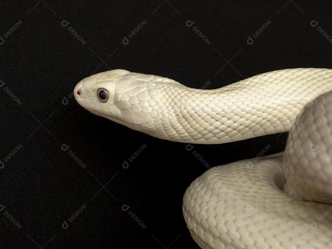 A cobra-rato do Texas (Elaphe obsoleta lindheimeri) é uma subespécie de cobra-rato