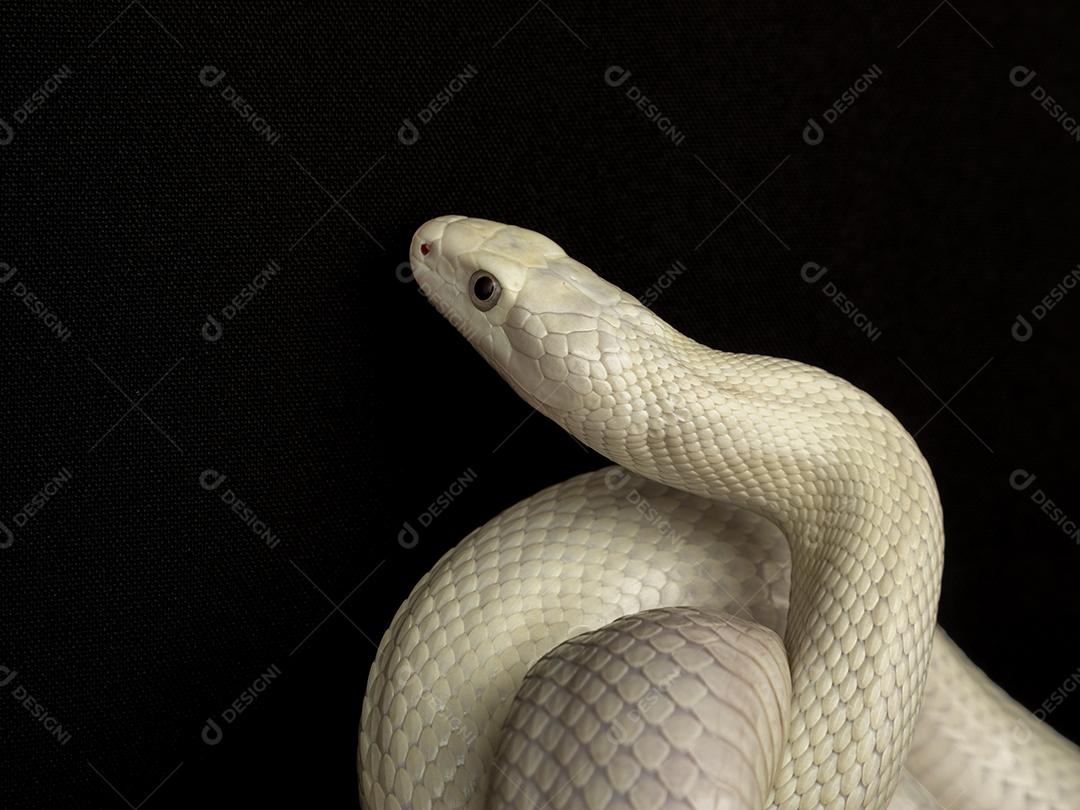 A cobra-rato do Texas (Elaphe obsoleta lindheimeri) é uma subespécie de cobra-rato