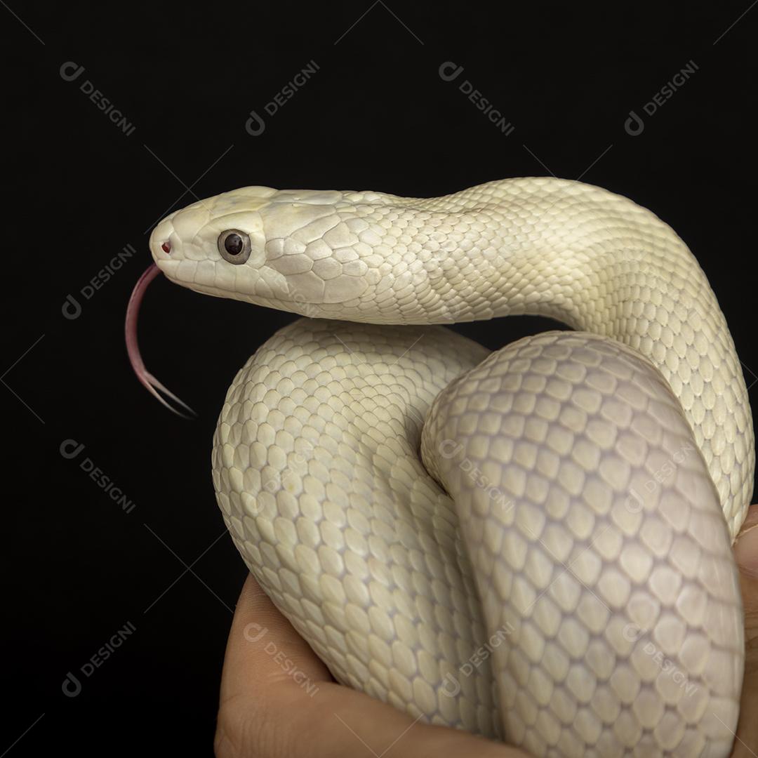 A cobra-rato do Texas (Elaphe obsoleta lindheimeri) é uma subespécie de cobra-rato