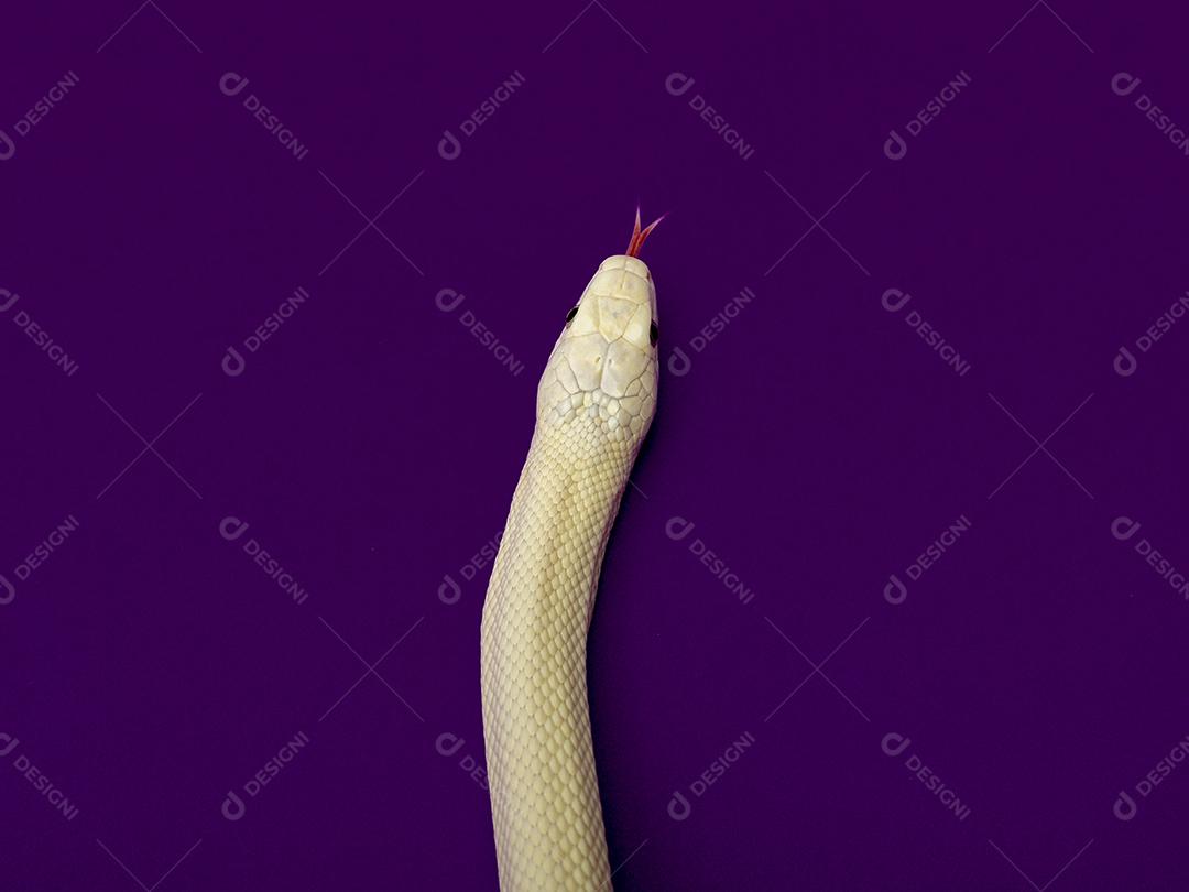 A cobra-rato do Texas (Elaphe obsoleta lindheimeri) é uma subespécie de cobra-rato