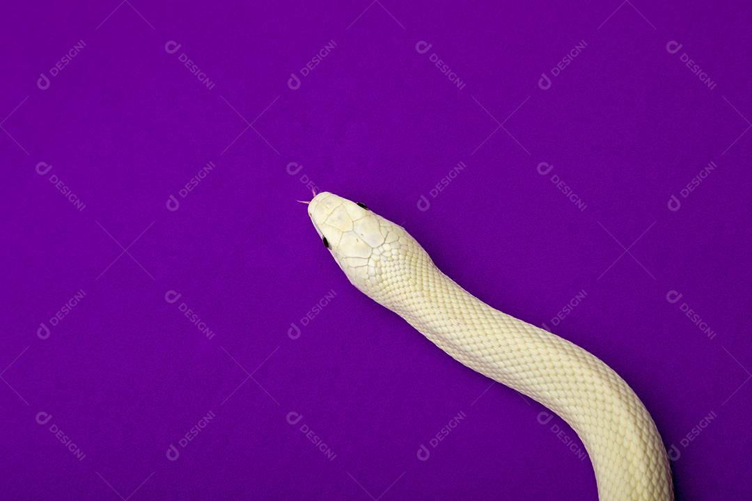 A cobra-rato do Texas (Elaphe obsoleta lindheimeri) é uma subespécie de cobra-rato