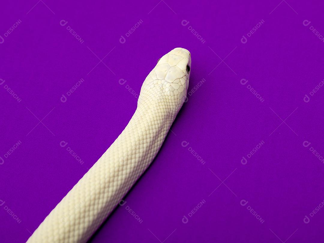 A cobra-rato do Texas (Elaphe obsoleta lindheimeri) é uma subespécie de cobra-rato