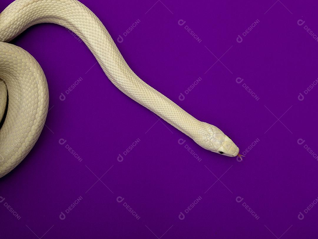 A cobra-rato do Texas (Elaphe obsoleta lindheimeri) é uma subespécie de cobra-rato