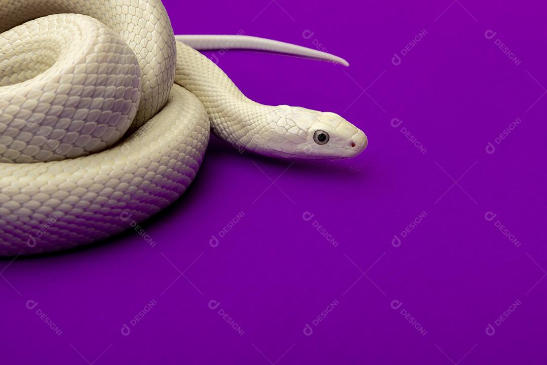 A cobra-rato do Texas (Elaphe obsoleta lindheimeri) é uma subespécie de cobra-rato